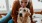 a person and a dog